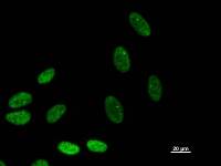 Immunostaining analysis in HeLa cells. HeLa cells were fixed with 4% paraformaldehyde and permeabilized with 0.1% Triton X-100 in PBS. The cells were immunostained with anti-BAZ1B mAb.