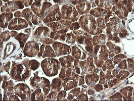IHC of paraffin-embedded Human pancreas tissue using anti-BBOX1 mouse monoclonal antibody. (Heat-induced epitope retrieval by 10mM citric buffer, pH6.0, 120°C for 3min).