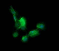 Anti-BBOX1 mouse monoclonal antibody immunofluorescent staining of COS7 cells transiently transfected by pCMV6-ENTRY BBOX1.
