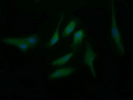 Immunofluorescent staining of HeLa cells using anti-BBOX1 mouse monoclonal antibody.