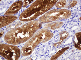 IHC of paraffin-embedded Human Kidney tissue using anti-BBOX1 mouse monoclonal antibody.