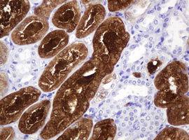 IHC of paraffin-embedded Human Kidney tissue using anti-BBOX1 mouse monoclonal antibody.