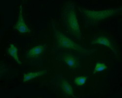 Immunofluorescent staining of HeLa cells using anti-BBOX1 mouse monoclonal antibody.