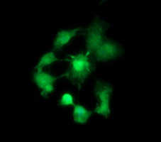 Anti-BBOX1 mouse monoclonal antibody immunofluorescent staining of COS7 cells transiently transfected by pCMV6-ENTRY BBOX1.