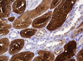 IHC of paraffin-embedded Human Kidney tissue using anti-BBOX1 mouse monoclonal antibody. (Heat-induced epitope retrieval by 10mM citric buffer, pH6.0, 120°C for 3min).