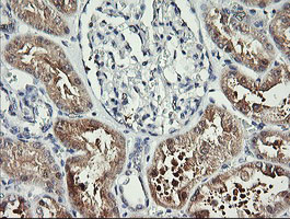 IHC of paraffin-embedded Human Kidney tissue using anti-BBOX1 mouse monoclonal antibody.