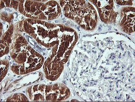 IHC of paraffin-embedded Human Kidney tissue using anti-BBOX1 mouse monoclonal antibody.