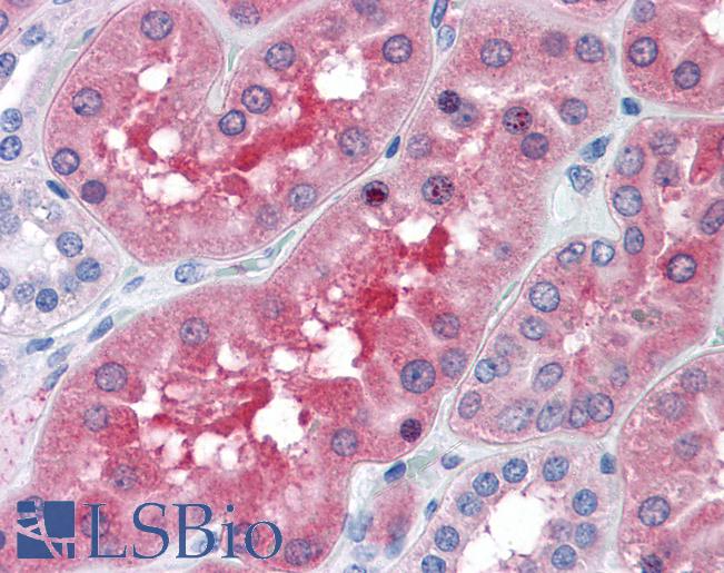 Anti-BBOX1 antibody IHC of human kidney. Immunohistochemistry of formalin-fixed, paraffin-embedded tissue after heat-induced antigen retrieval. Antibody LS-B4468 concentration 10 ug/ml.