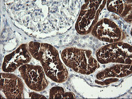 IHC of paraffin-embedded Human Kidney tissue using anti-BBOX1 mouse monoclonal antibody.
