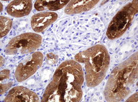 IHC of paraffin-embedded Human Kidney tissue using anti-BBOX1 mouse monoclonal antibody. (Heat-induced epitope retrieval by 10mM citric buffer, pH6.0, 120°C for 3min).