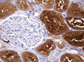 IHC of paraffin-embedded Human Kidney tissue using anti-BBOX1 mouse monoclonal antibody. (Heat-induced epitope retrieval by 10mM citric buffer, pH6.0, 120°C for 3min).