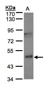 Sample (30 ug of whole cell lysate). A: MOLT4. 7.5% SDS PAGE. BBOX1 antibody diluted at 1:500