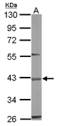 Sample (50 ug of whole cell lysate). A: mouse liver. 10% SDS PAGE. BBOX1 antibody diluted at 1:500.