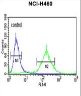 BBS10 Antibody flow cytometry of NCI-H460 cells (right histogram) compared to a negative control cell (left histogram). FITC-conjugated goat-anti-rabbit secondary antibodies were used for the analysis.