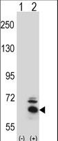 Western blot of BBS4 (arrow) using rabbit polyclonal BBS4 Antibody. 293 cell lysates (2 ug/lane) either nontransfected (Lane 1) or transiently transfected (Lane 2) with the BBS4 gene.