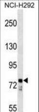 BBS7 Antibody western blot of NCI-H292 cell line lysates (35 ug/lane). The BBS7 antibody detected the BBS7 protein (arrow).