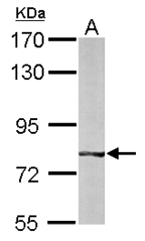 Sample (50 ug of whole cell lysate). A: mouse liver. 7.5% SDS PAGE. BBS7 antibody diluted at 1:1000.