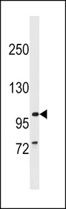 PTHB1 Antibody western blot of CEM cell line lysates (35 ug/lane). The PTHB1 antibody detected the PTHB1 protein (arrow).
