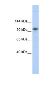 BBX / HBP2 antibody LS-C101430 Western blot of MCF7 cell lysate.