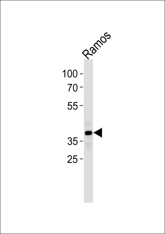 Western blot of lysate from Ramos cell line with PHF11 Antibody. Antibody was diluted at 1:1000 at each lane. A goat anti-rabbit (HRP) at 1:5000 dilution was used as the secondary antibody. Lysate at 35 ug.