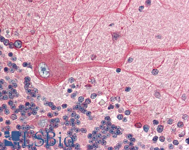 Anti-BCAP31 / BAP31 antibody IHC of human brain, cerebellum. Immunohistochemistry of formalin-fixed, paraffin-embedded tissue after heat-induced antigen retrieval. Antibody LS-B449 concentration 5 ug/ml.