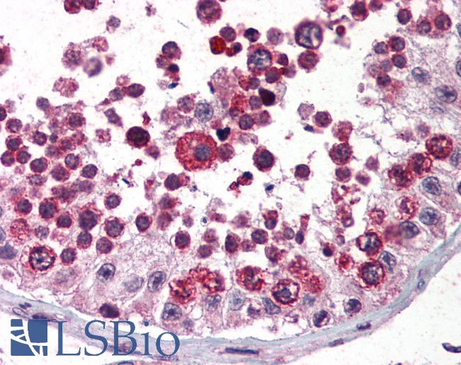 Anti-AATF antibody IHC of human testis. Immunohistochemistry of formalin-fixed, paraffin-embedded tissue after heat-induced antigen retrieval. Antibody LS-B438 concentration 5 ug/ml.