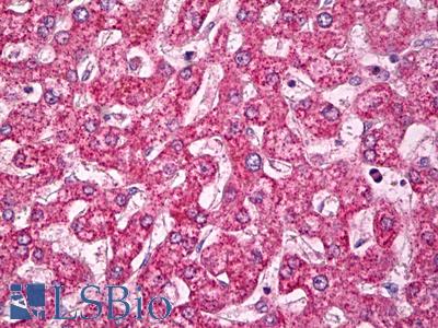 Anti-BCAR3 antibody IHC of human liver. Immunohistochemistry of formalin-fixed, paraffin-embedded tissue after heat-induced antigen retrieval. Antibody LS-B7811 dilution 5 ug/ml.