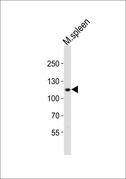 Western blot of lysates from mouse spleen tissue lysate with MOUSE Bcar3 Antibody. Antibody was diluted at 1:1000 at each lane. A goat anti-rabbit IgG H&L (HRP) at 1:10000 dilution was used as the secondary antibody.