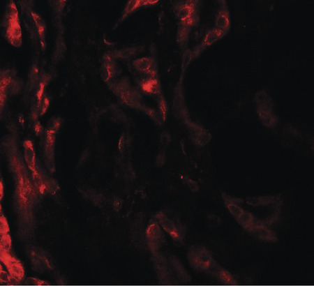 Immunofluorescence of BCAR3 in human kidney tissue with BCAR3 antibody at 20 ug/ml.