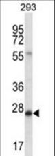 BCAS2 Antibody western blot of 293 cell line lysates (35 ug/lane). The BCAS2 antibody detected the BCAS2 protein (arrow).