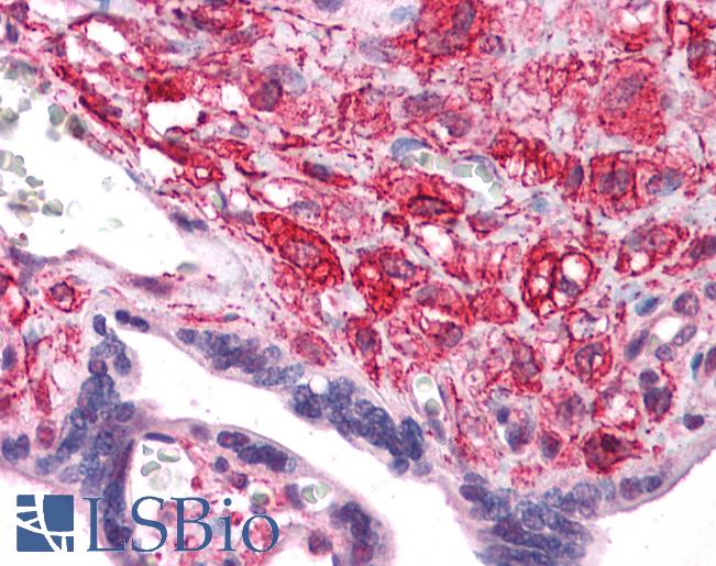 Anti-BCAS2 antibody IHC of human placenta. Immunohistochemistry of formalin-fixed, paraffin-embedded tissue after heat-induced antigen retrieval. Antibody LS-B4632 concentration 5 ug/ml.
