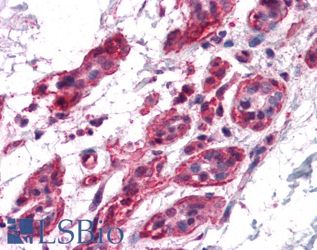Anti-BCAS2 antibody IHC of human breast. Immunohistochemistry of formalin-fixed, paraffin-embedded tissue after heat-induced antigen retrieval. Antibody LS-B4632 concentration 5 ug/ml.