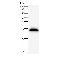 Western blot analysis of immunized recombinant protein, using anti-BCAS3 monoclonal antibody.