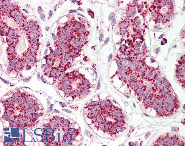Anti-ACO2 / Aconitase 2 antibody IHC of human breast. Immunohistochemistry of formalin-fixed, paraffin-embedded tissue after heat-induced antigen retrieval. Antibody LS-B8319 dilution 3.75 ug/ml.