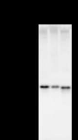 Detection of BCAS3 by Western blot. Samples: Whole cell lysate from human HeLa (H, 50 ug) , mouse NIH3T3 (M, 50 ug) and rat F2408 (R, 50 ug) cells. Predicted molecular weight: 99 kDa