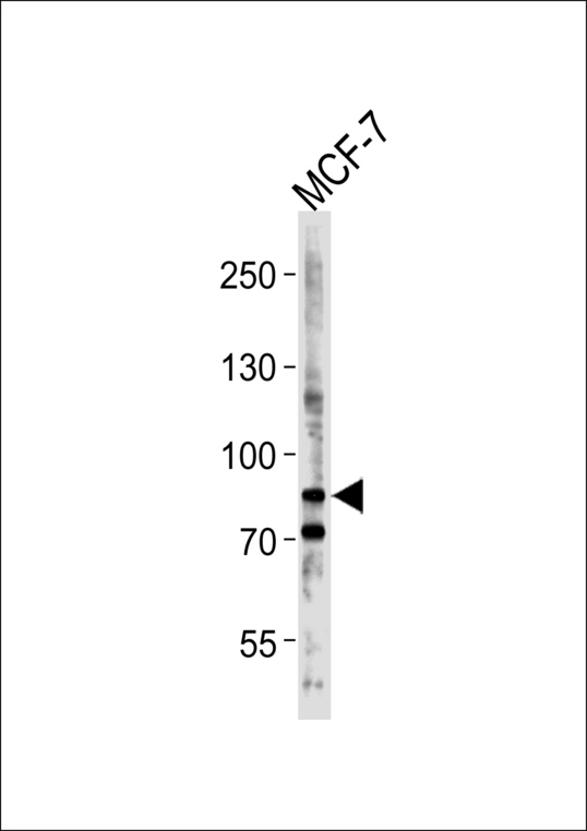Western blot of lysate from MCF-7 cell line, using BCAS3 Antibody. Antibody was diluted at 1:1000 at each lane. A goat anti-rabbit IgG H&L (HRP) at 1:5000 dilution was used as the secondary antibody. Lysate at 35ug per lane.