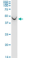 BCAT1 monoclonal antibody (M02), clone 1F8. Western Blot analysis of BCAT1 expression in MCF-7.