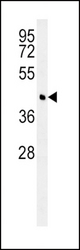 BCAT1 Antibody western blot of Ramos cell line lysates (35 ug/lane). The BCAT1 antibody detected the BCAT1 protein (arrow).