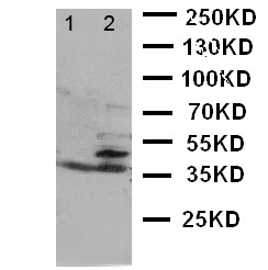 WB of BCAT1 / ECA39 antibody. Lane 1: HELA Cell Lysate. Lane 2: JURKAT Cell Lysate.
