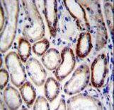 BCAT2 Antibody immunohistochemistry of formalin-fixed and paraffin-embedded human kidney tissue followed by peroxidase-conjugated secondary antibody and DAB staining.