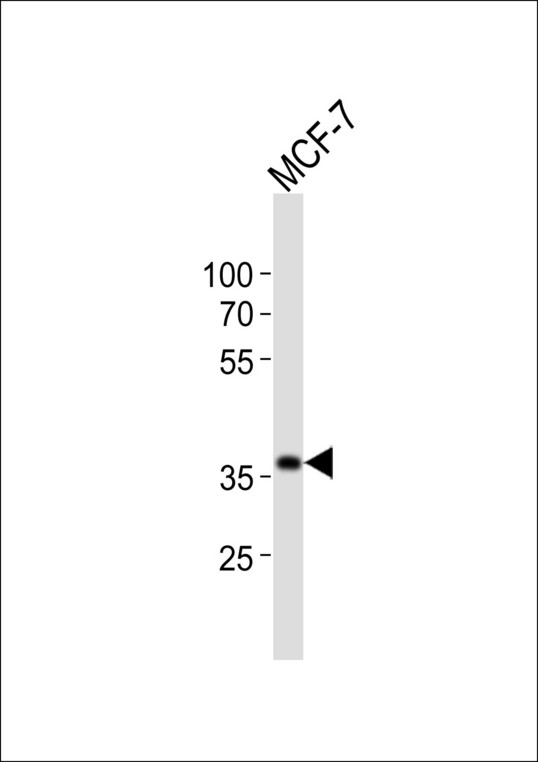 Western blot of lysate from MCF-7 cell line with BCAT2 Antibody. Antibody was diluted at 1:1000. A goat anti-rabbit IgG H&L (HRP) at 1:10000 dilution was used as the secondary antibody. Lysate at 20 ug.
