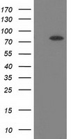 HEK293T cells were transfected with the pCMV6-ENTRY control (Left lane) or pCMV6-ENTRY BCHE (Right lane) cDNA for 48 hrs and lysed. Equivalent amounts of cell lysates (5 ug per lane) were separated by SDS-PAGE and immunoblotted with anti-BCHE.