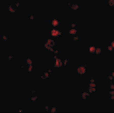 Immunofluorescence of AATF in Human Small Intestine cells with AATF antibody at 20 ug/ml.