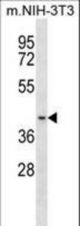 Mouse Bckdk Antibody western blot of mouse NIH-3T3 cell line lysates (35 ug/lane). The Bckdk antibody detected the Bckdk protein (arrow).