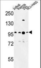 Western blot of BCL11A Antibody in Jurkat, Ramos, 293, NCI-H460 cell line lysates (35 ug/lane). BCL11A (arrow) was detected using the purified antibody.