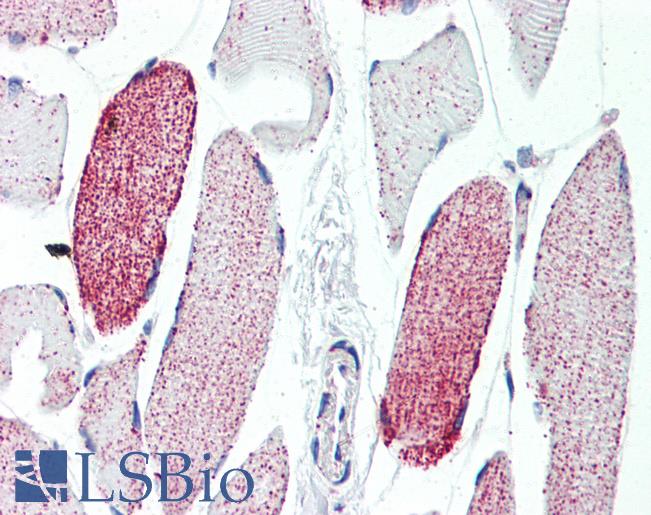 Anti-ACO2 antibody IHC of human skeletal muscle. Immunohistochemistry of formalin-fixed, paraffin-embedded tissue after heat-induced antigen retrieval. Antibody LS-B3427 concentration 10 ug/ml.
