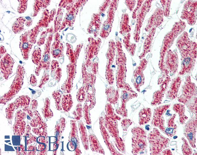 Anti-ACO2 antibody IHC of human heart. Immunohistochemistry of formalin-fixed, paraffin-embedded tissue after heat-induced antigen retrieval. Antibody LS-B3427 concentration 10 ug/ml.