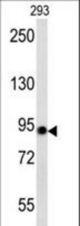 ACO2 western blot of 293 cell line lysates (35 ug/lane). The Aconitase antibody detected the Aconitase protein (arrow).