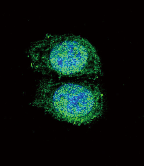 Confocal immunofluorescent of Bcl-2 Antibody (BH3 Domain Specific) with HeLa cell followed by Alexa Fluor 488-conjugated goat anti-rabbit lgG (green). DAPI was used to stain the cell nuclear (blue).