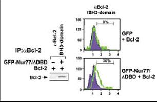 Left panel, of Bcl-2 BH3 domain exposure in HEK293 cells transfected with a plasmid coding for a DNA-binding domain-deleted construct of Nur77 (GFP-Nur77/dDBD) by using this antibody for immunoprecipitation (IP) and a different Bcl-2 antibody for western blot. Right panel, same analysis using antibody in flow cytometry. Data courtesy Dr Quan Chen, Chinese Academy of Sciences.